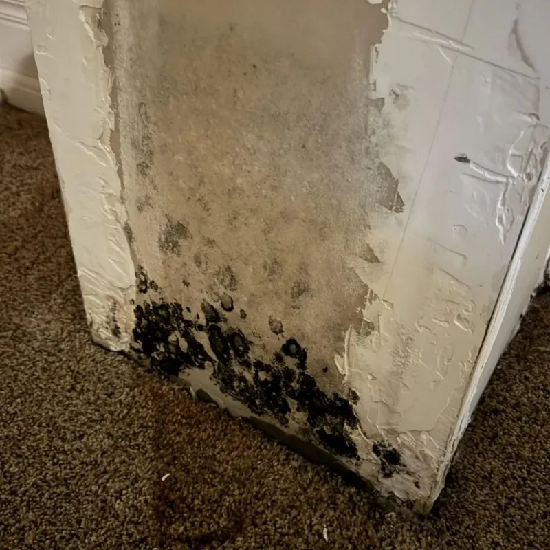 Professional Mold Removal in Chatham County, NC